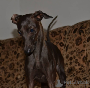 Photo №1. italian greyhound - for sale in the city of Brest | negotiated | Announcement № 23211