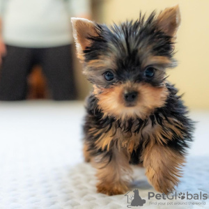 Photo №2 to announcement № 115797 for the sale of yorkshire terrier - buy in Germany from nursery, from the shelter, breeder