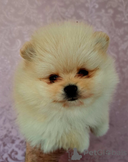Photo №2 to announcement № 127994 for the sale of pomeranian - buy in Serbia 