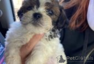 Photo №1. shih tzu - for sale in the city of Berlin | Is free | Announcement № 127099