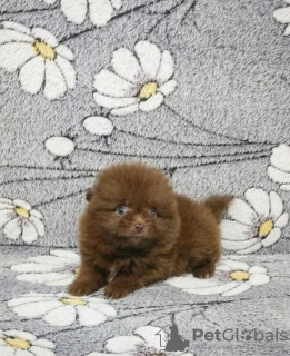 Photo №4. I will sell pomeranian in the city of Аланья. private announcement, breeder - price - negotiated