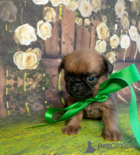 Photo №1. petit brabançon - for sale in the city of Москва | 507$ | Announcement № 139048