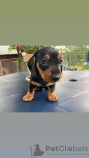 Photo №1. dachshund - for sale in the city of Berlin | 423$ | Announcement № 121620