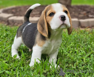 Photo №1. beagle - for sale in the city of CAGLIARI | negotiated | Announcement № 157929