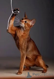 Photo №2 to announcement № 123569 for the sale of abyssinian cat - buy in Russian Federation private announcement