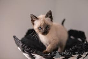 Photo №4. I will sell siamese cat in the city of Vienna. private announcement, breeder - price - 599$