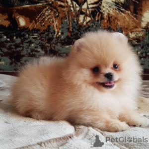 Photo №1. pomeranian - for sale in the city of Zhytomyr | 719$ | Announcement № 7606