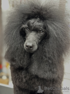 Photo №4. I will sell poodle (toy) in the city of Nysa. breeder - price - 2113$