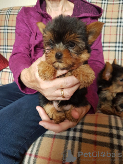 Photo №3. Purebred Yorkie puppies available. United States