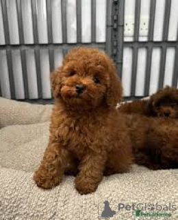 Photo №1. poodle (toy) - for sale in the city of Berlin | 723$ | Announcement № 157258