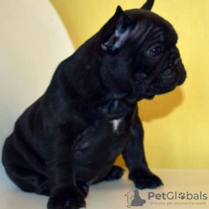 Photo №2 to announcement № 119326 for the sale of french bulldog - buy in Germany private announcement