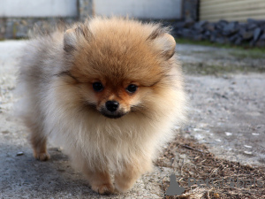 Additional photos: Pomeranian Girl, Orange Sable