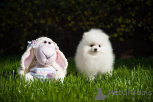 Photo №1. pomeranian - for sale in the city of Lübeck | 280$ | Announcement № 117481