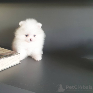 Additional photos: pomeranian