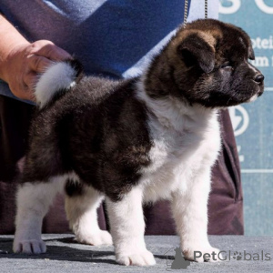 Photo №2 to announcement № 135756 for the sale of akita - buy in Serbia 
