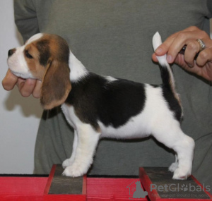 Photo №2 to announcement № 117606 for the sale of beagle - buy in Germany private announcement