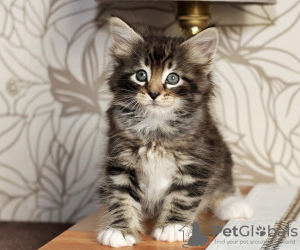 Photo №1. norwegian forest cat - for sale in the city of Sacramento | 250$ | Announcement № 108614