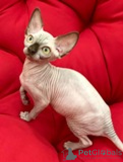 Photo №4. I will sell sphynx cat in the city of Kharkov. breeder - price - 554$