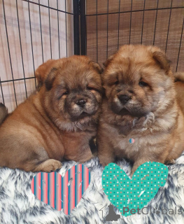 Photo №4. I will sell chow chow in the city of Aqua. private announcement - price - 650$