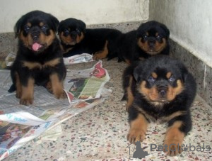 Photo №1. rottweiler - for sale in the city of Zella-Mehlis | 264$ | Announcement № 119062