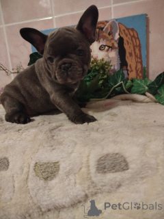 Photo №3. Cute French bulldog puppies.. Belarus
