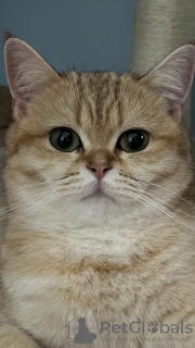 Photo №4. I will sell british shorthair in the city of Даллас. private announcement - price - negotiated