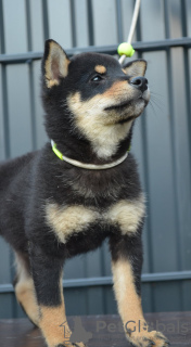 Additional photos: Shiba Inu puppies