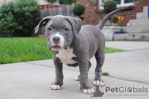 Photo №1. american bully - for sale in the city of Bulandzeni | negotiated | Announcement № 122102