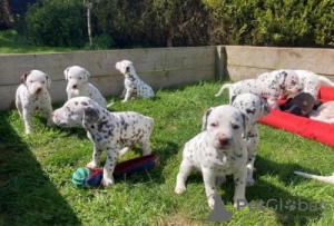 Photo №1. dalmatian dog - for sale in the city of Warsaw | negotiated | Announcement № 108313