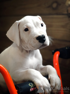 Photo №1. dogo argentino - for sale in the city of Москва | 476$ | Announcement № 8710