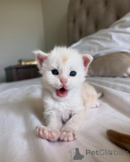 Photo №2 to announcement № 150584 for the sale of maine coon - buy in Germany from the shelter, breeder