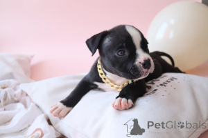 Photo №1. american bully - for sale in the city of Ramenskoye | 710$ | Announcement № 147532
