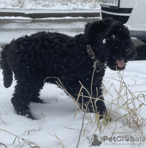 Additional photos: Kerry blue terrier puppies