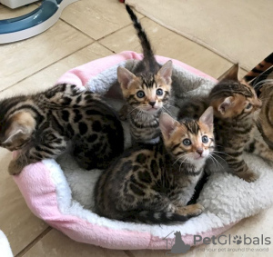 Photo №1. bengal cat - for sale in the city of Munich | negotiated | Announcement № 109230