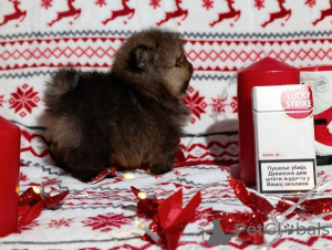 Photo №4. I will sell pomeranian in the city of Kragujevac.  - price - negotiated