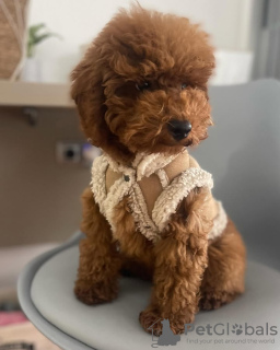 Photo №4. I will sell poodle (toy) in the city of Porto. breeder - price - 329$
