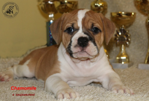 Photo №4. I will sell  in the city of Kiev. from nursery, breeder - price - negotiated