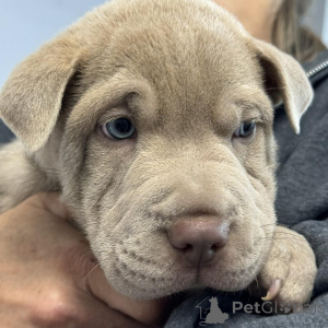 Photo №4. I will sell shar pei in the city of Billund. private announcement - price - 465$