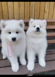 Photo №2 to announcement № 11288 for the sale of samoyed dog - buy in United Kingdom private announcement