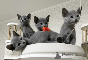 Photo №3. Purebred Russian Blue Kittens. Germany