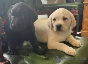 Photo №1. labrador retriever - for sale in the city of Bleialf | 361$ | Announcement № 178874