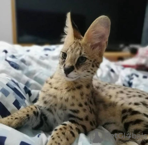 Photo №1. savannah cat - for sale in the city of Berlin | 528$ | Announcement № 92864