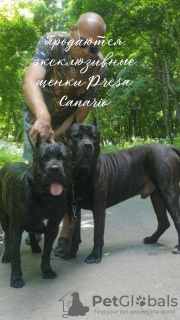 Photo №1. perro de presa canario - for sale in the city of Voronezh | 520$ | Announcement № 21453