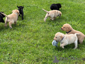 Photo №1. labrador retriever - for sale in the city of Bern | negotiated | Announcement № 123447