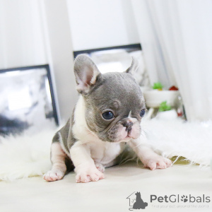 Photo №2 to announcement № 156352 for the sale of french bulldog - buy in Canada breeder