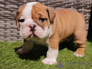 Photo №1. english bulldog - for sale in the city of Dercekliai | 370$ | Announcement № 71482