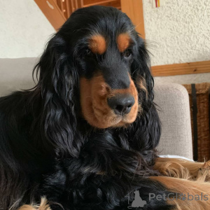 Photo №3. Cocker Spaniel Puppy. United States