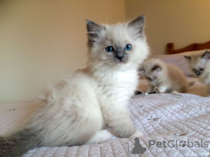 Photo №1. balinese cat - for sale in the city of Tampere | negotiated | Announcement № 136982