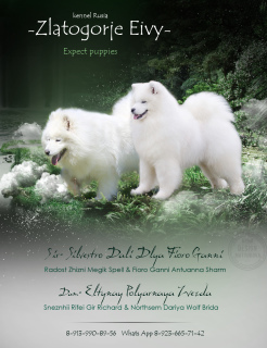 Photo №1. samoyed dog - for sale in the city of Новосибирск | Negotiated | Announcement № 4660