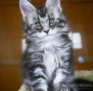 Photo №1. maine coon - for sale in the city of Франкфурт-на-Майне | 201$ | Announcement № 123676